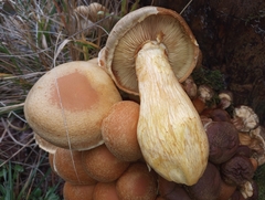 Gymnopilus ventricosus