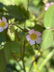 Oxalis barrelieri