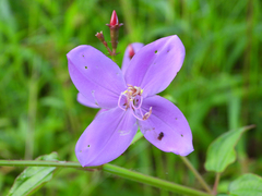 Arthrostemma ciliatum