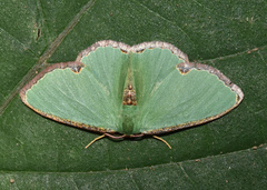 Heterorachis devocata