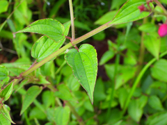 Arthrostemma ciliatum