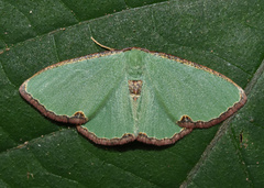 Heterorachis devocata