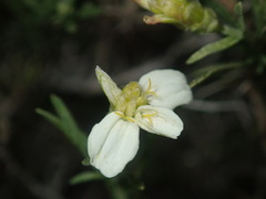 Zinnia acerosa