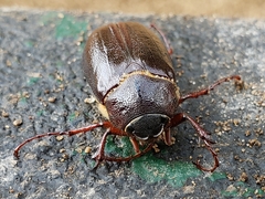 Phyllophaga