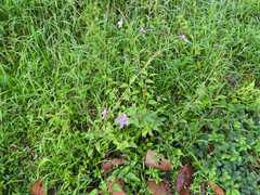 Arthrostemma ciliatum