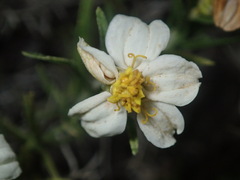 Zinnia acerosa