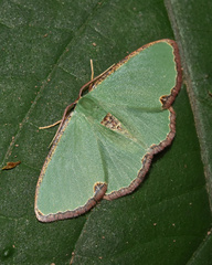 Heterorachis devocata