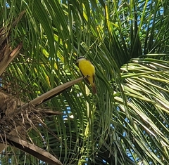 Pitangus sulphuratus