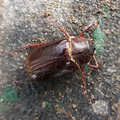 Phyllophaga
