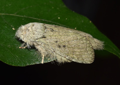 Desmeocraera interpellatrix