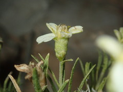 Zinnia acerosa