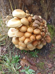 Gymnopilus ventricosus