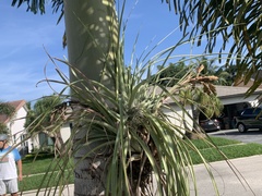 Tillandsia utriculata