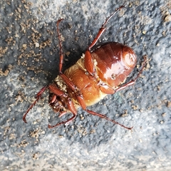 Phyllophaga