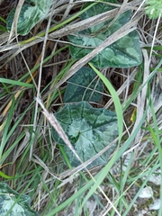 Cyclamen hederifolium