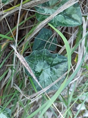 Cyclamen hederifolium
