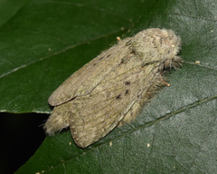 Desmeocraera interpellatrix