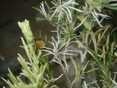 Zinnia acerosa