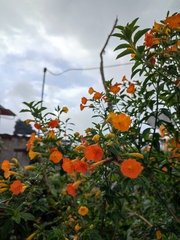 Streptosolen