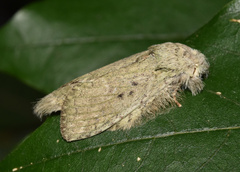 Desmeocraera interpellatrix