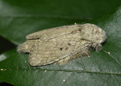Desmeocraera interpellatrix