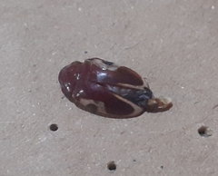 Chelonarium ornatum