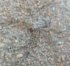 Philodromus margaritatus