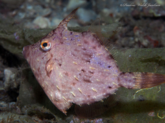 Stephanolepis hispida