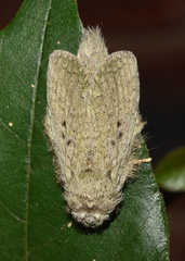 Desmeocraera interpellatrix