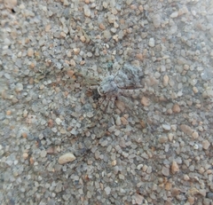 Philodromus margaritatus