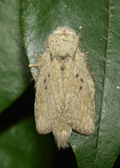 Desmeocraera interpellatrix