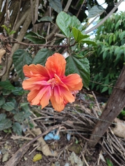 Hibiscus rosa-sinensis