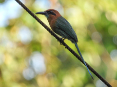 Electron platyrhynchum