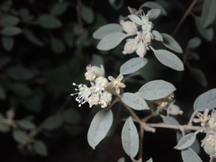 Croton