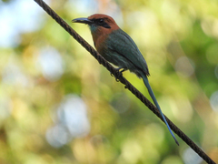 Electron platyrhynchum