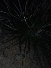 Agave lechuguilla