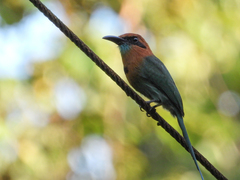 Electron platyrhynchum