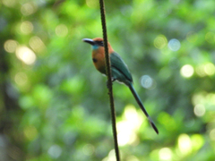 Electron platyrhynchum