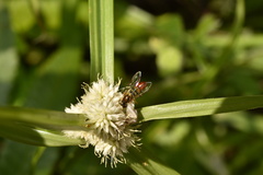 Toxomerus floralis