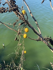 Cucumis melo