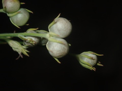 Menodora
