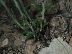 Menodora