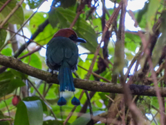 Electron platyrhynchum