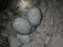 Echinomastus mariposensis