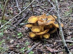 Physalacriaceae