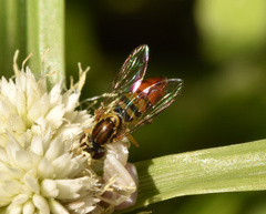 Toxomerus floralis