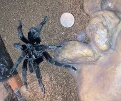 Grammostola pulchra