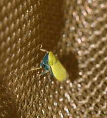 Verdanus