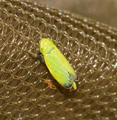 Verdanus