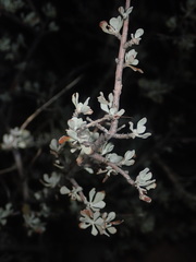 Leucophyllum